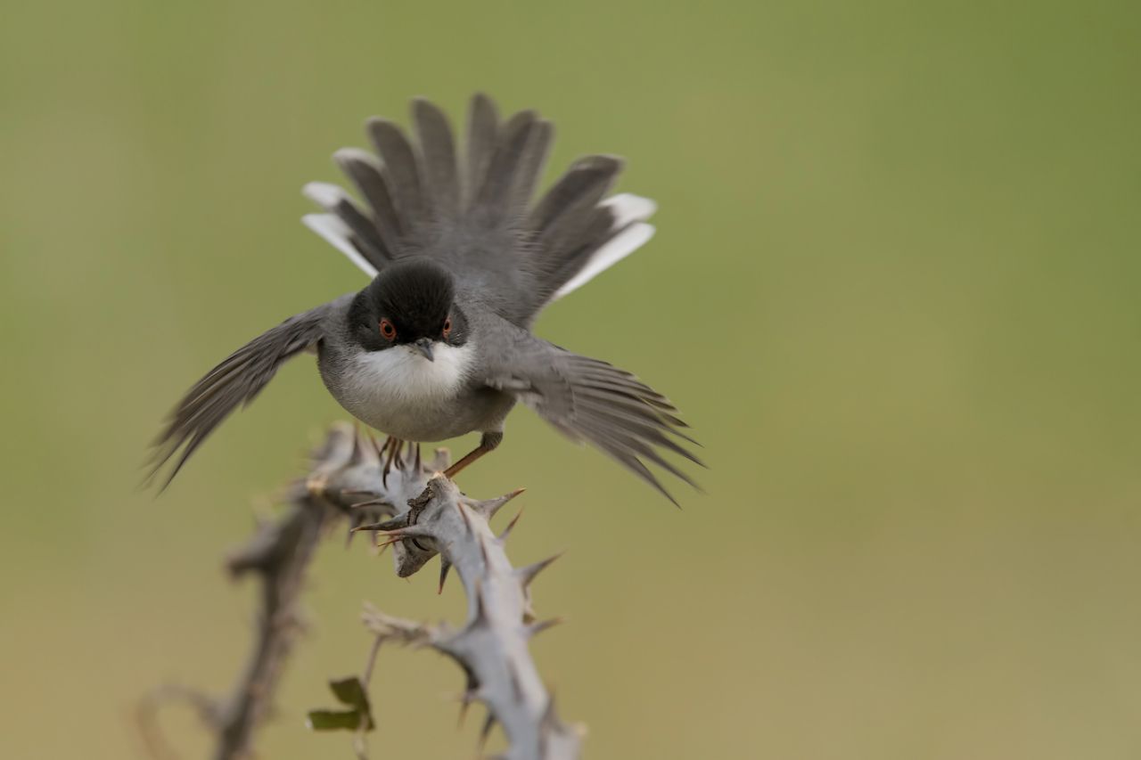 Occhiocotto. (Sylvia melanocephala)